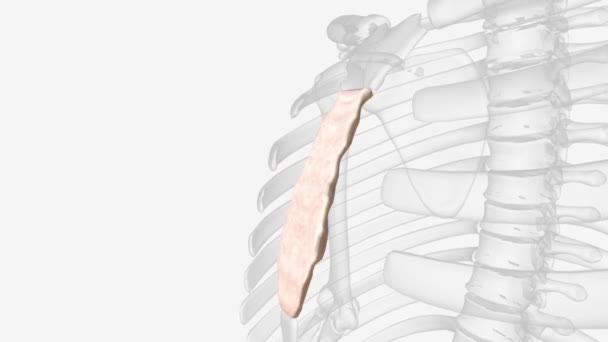 Sternum Breastbone Flat Bone Located Anterior Aspect Thorax — Vídeo de stock
