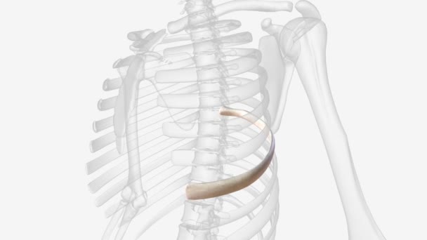Rib Remnant 7Th Cervical Vertebra One Both Sides Occasionally Replaced — Αρχείο Βίντεο