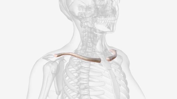 Clavicle Located Ribcage Sternum Shoulder Blade Scapula — Αρχείο Βίντεο