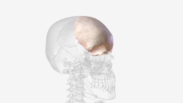 Frontal Bone Unpaired Bone Part Bony Structure Makes Front Top — Vídeo de stock