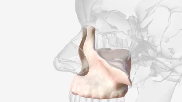 Maxilla Vertebrates Upper Fixed Fixed Neopterygii Bone Jaw Formed Fusion — 图库视频影像