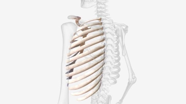 Thoracic Cage Bony Case Consisting Ribs Sternum Which Encases Vital — Wideo stockowe