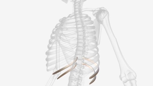Bones Make Lower Rib Group — Stok video