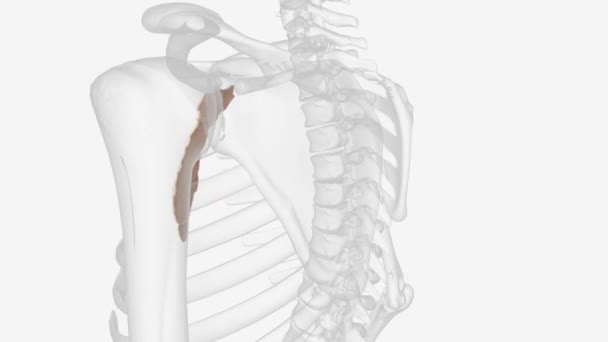 Sternum Breastbone Flat Bone Located Anterior Aspect Thorax — Vídeo de Stock