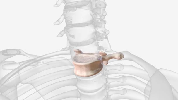 First Thoracic Vertebra Has Whole Costal Facet Superiorly — Αρχείο Βίντεο