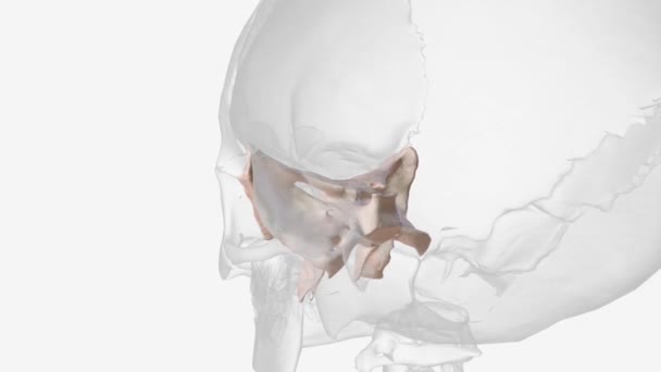 Sphenoid Just One Twenty Two Bones Form Skull Essentially Helps — Stok video