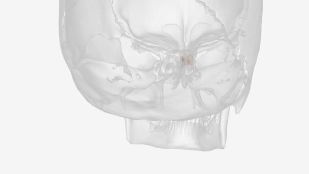 Nasal Bones Two Small Symmetrical Oblong Bones Each Having Two — Stockvideo