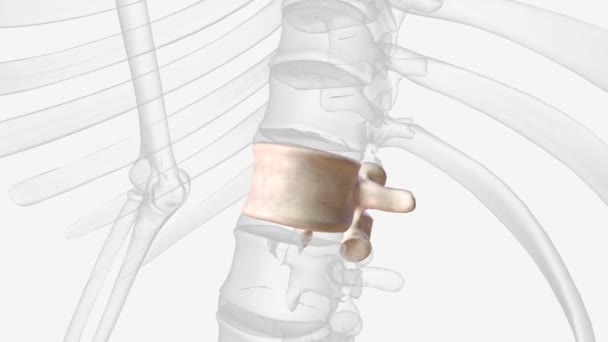 Scapula Shoulder Blade Bone Connects Clavicle Humerus — Αρχείο Βίντεο