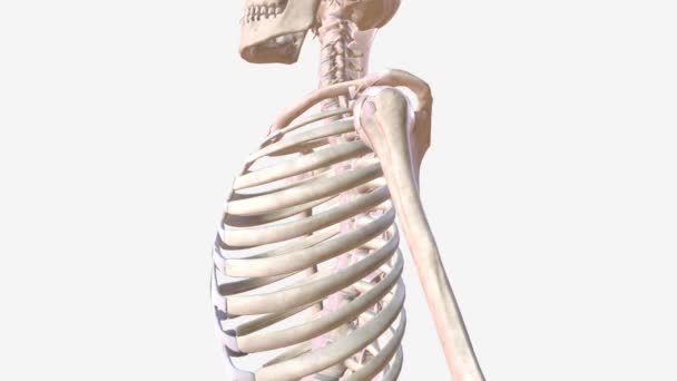 Human Skeleton Internal Framework Human Body — Stockvideo