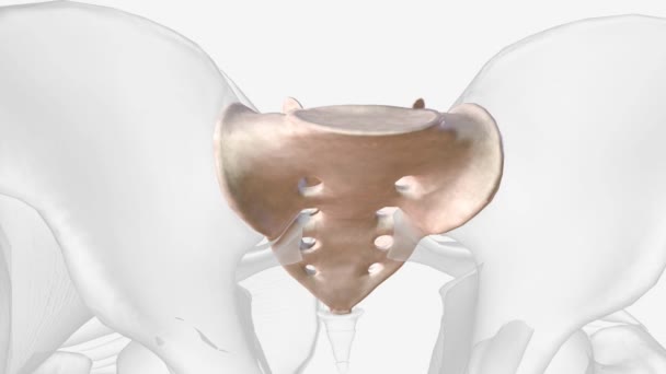 Sacrum Shield Shaped Bony Structure Located Base Lumbar Vertebrae Connected — Stok video