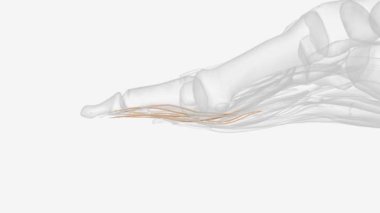 Prostat erkeklerde meni üreten küçük bir bezdir. .