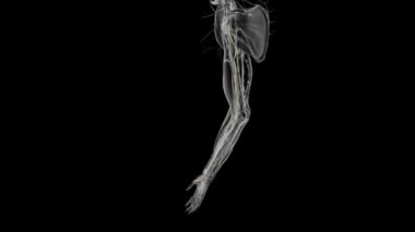 Medyan sinir, kolun duyusal ve motor sinirleridir. .