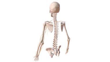 İnsan iskelet sistemi ve sol kolundaki sinir sistemi. .