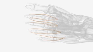 Prostat erkeklerde meni üreten küçük bir bezdir. .