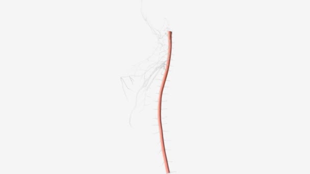 Medula Espinhal Medula Longitudinal Tecido Nervoso Incluído Canal Espinhal — Vídeo de Stock