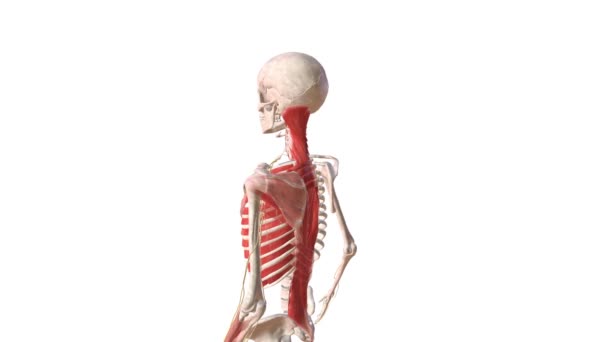 Sistema Esquelético Humano Sistema Nervoso Braço Esquerdo — Vídeo de Stock