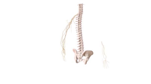 Ανθρώπινο Σκελετικό Σύστημα Και Νευρικό Σύστημα Στο Αριστερό Χέρι — Αρχείο Βίντεο