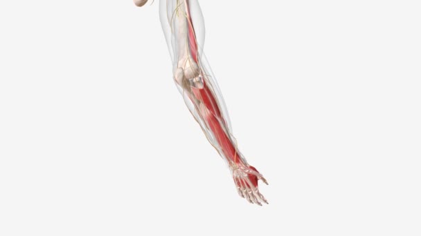Muskeln Und Nerven Arm — Stockvideo