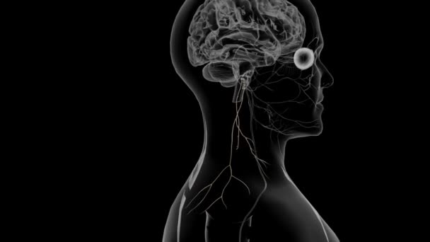 Nervo Acessório Décimo Primeiro Par Nervo Craniano — Vídeo de Stock