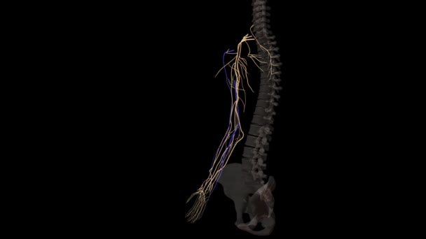 Arteries Nerves Arm Shoulder — Stock Video