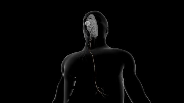 Vagus Nerve Also Known Vagal Nerves Main Nerves Your Parasympathetic — Stock Video