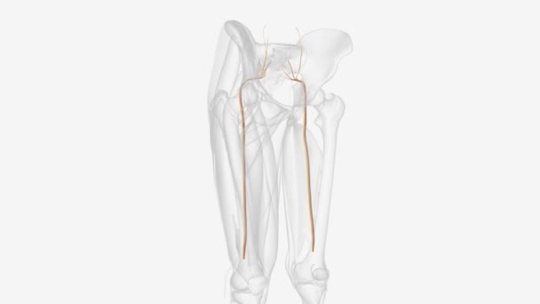 坐骨神经从你的下背到你的臀部和臀部再到每一条腿 — 图库视频影像
