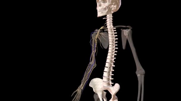 Arterias Nervios Brazo Hombro — Vídeos de Stock