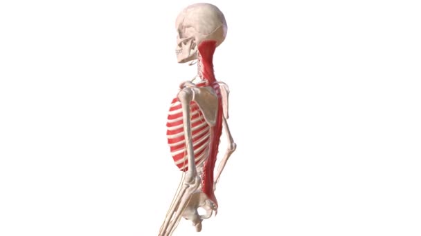 Ανθρώπινο Σκελετικό Σύστημα Και Νευρικό Σύστημα Στο Αριστερό Χέρι — Αρχείο Βίντεο