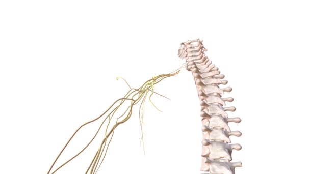 Lidský Kosterní Systém Nervový Systém Levé Paži — Stock video