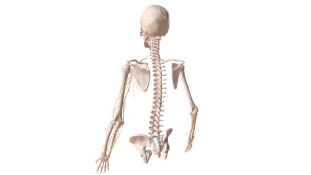 Sistema Esquelético Humano Sistema Nervioso Del Brazo Izquierdo — Vídeo de stock