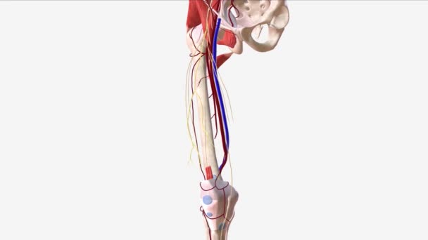 股骨神经的运动分支 — 图库视频影像