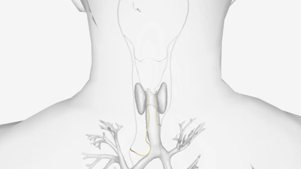 喉返神经 Rln 从迷走神经 颅神经X 中分离出来 并有一条穿过颈部的间接通道 — 图库视频影像