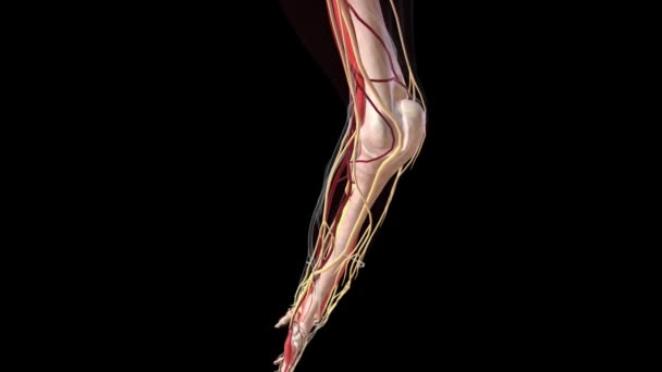 手部和臂部的神经系统和血管系统 — 图库视频影像