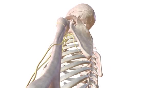 Emberi Csontváz Idegrendszer Bal Karon — Stock videók