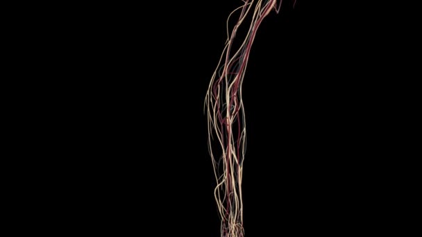Sistema Nervoso Sistema Vascular Mão Braço — Vídeo de Stock