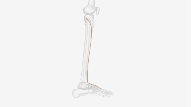 深い線維神経 ディープペロン神経 は脚の神経である それは一般的な線維神経の末端の枝の一つです — ストック動画