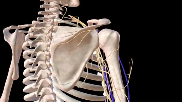 腕と肩の動脈と神経は — ストック動画