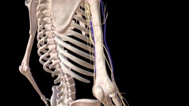 Cutaneous Sinir ve Üst Limp Fascia .