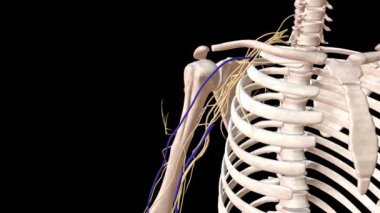Koldaki ve omzundaki arterler ve sinirler. .