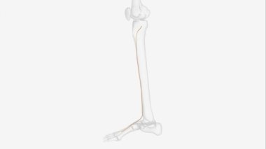 Derin fibular sinir (derin peroneal sinir) bacağın bir siniridir. Yaygın fibular sinirin terminal dallarından biridir. .