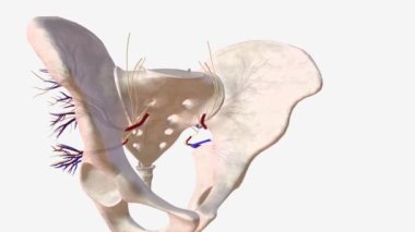 Alt gluteal ven, sinir ve arter. .