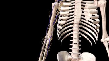 Cutaneous Sinir ve Üst Limp Fascia .