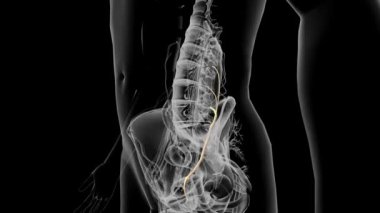 Femoral sinir leğen kemiğinde yer alıyor ve bacağın ön tarafına doğru iniyor..