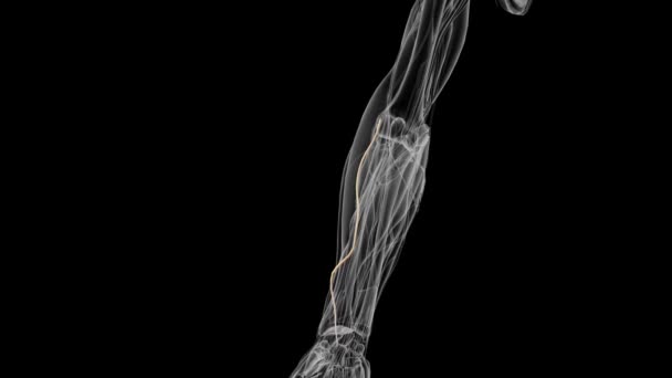 放射線神経の表面的な枝 — ストック動画