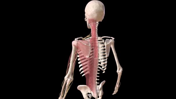 Human Skeletal Nervous System — Stock Video