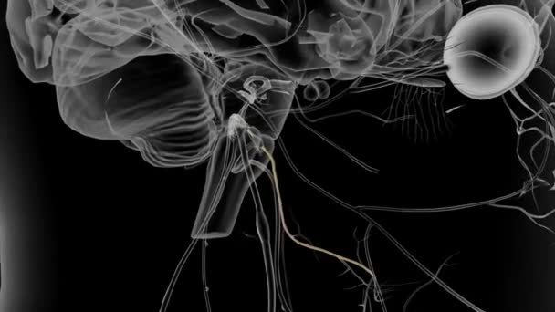 Глоссофарингеальный Нерв Девятый Черепной Нерв — стоковое видео