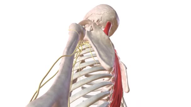 Sistema Esquelético Humano Sistema Nervoso Braço Esquerdo — Vídeo de Stock