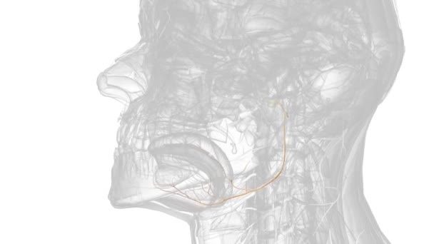 下睑神经是第十二对颅脑神经 — 图库视频影像