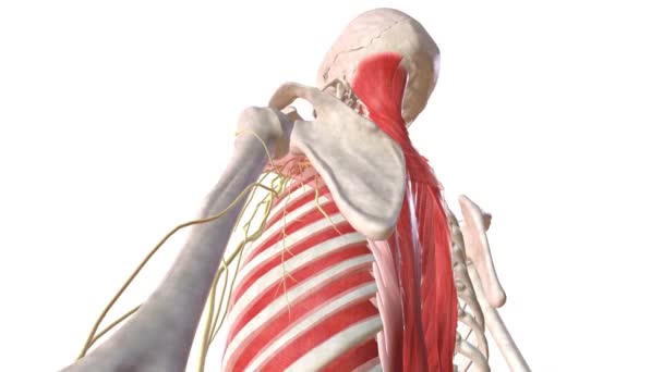Das Menschliche Skelettsystem Und Das Nervensystem Linken Arm — Stockvideo