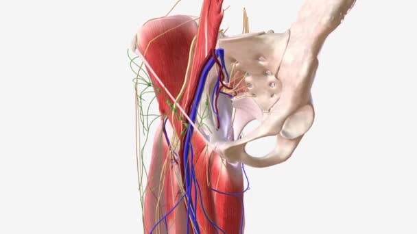 Nerven Und Lymphknoten Beckenbereich — Stockvideo